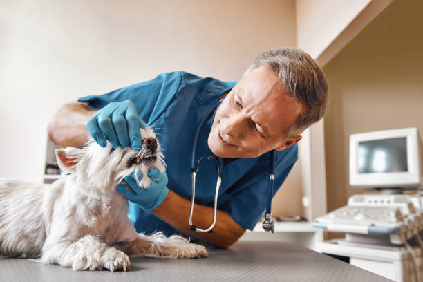 Best Emergency Wisdom Tooth Extraction in Hays, MT